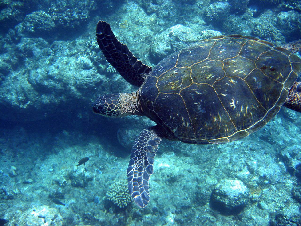 Sea turtle gliding